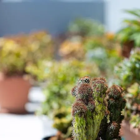 Lägenhet Cactopia - Stapelia *