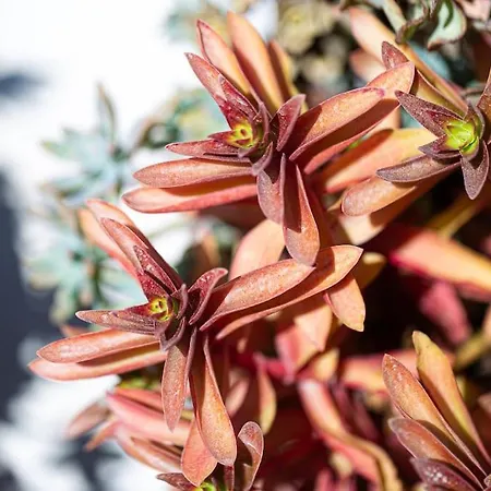 Cactopia - Stapelia